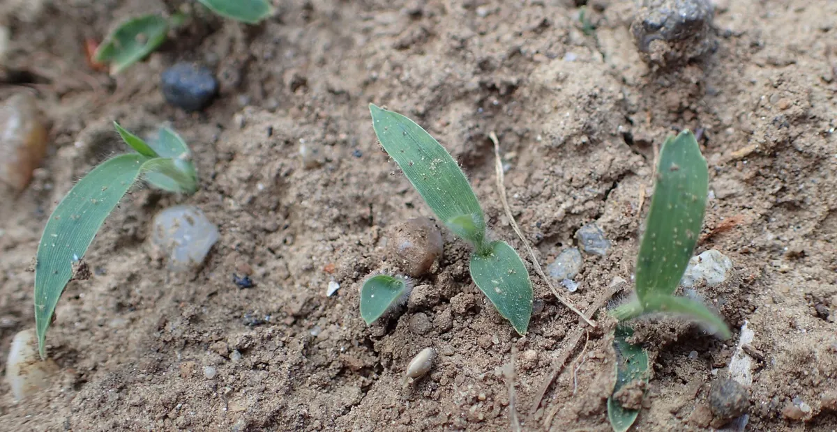 Proso Millet (Panicum miliaceum) – plant photo
