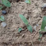 Proso Millet (Panicum miliaceum) – plant photo