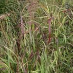 Panicum virgatum – foto della pianta