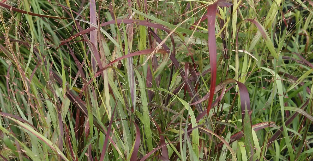 switchgrass (Panicum virgatum) – plant photo