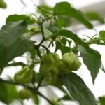 Paprika (Capsicum annuum) – Pflanzenfoto