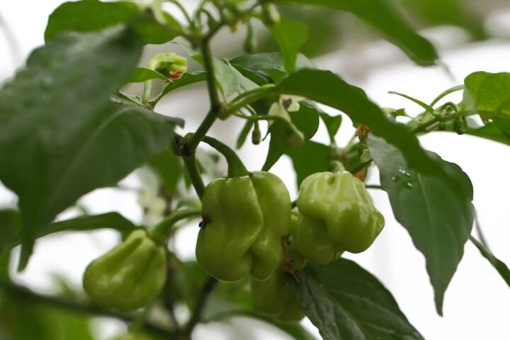 Capsicum annuum
