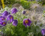 Pasque Flower Care: How to Plant, Grow, Enjoy and Propagate Pulsatilla