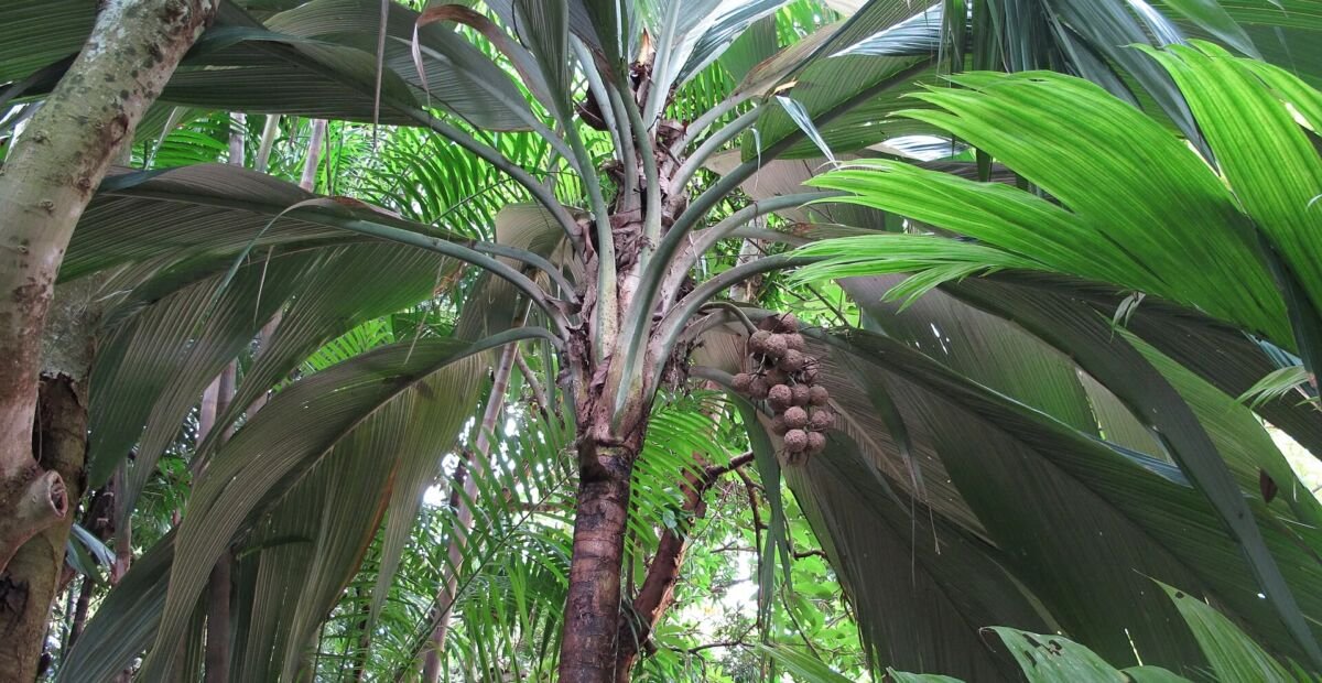 Pelagodoxa henryana – fotografia rastliny