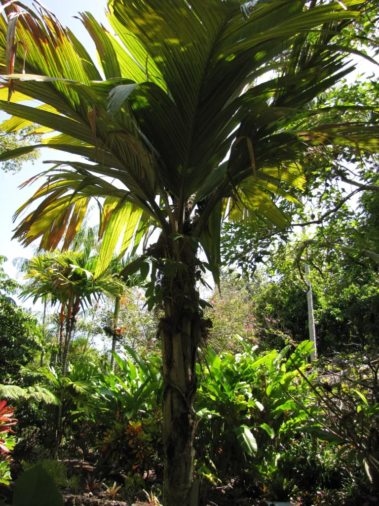 Pelagodoxa henryana – natural growth habit, plant photo