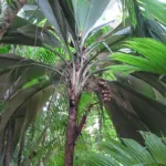 Pelagodoxa henryana care guide (Pelagodoxa henryana) – plant photo