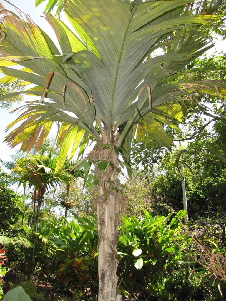 Pelagodoxa henryana – natural growth habit, plant photo
