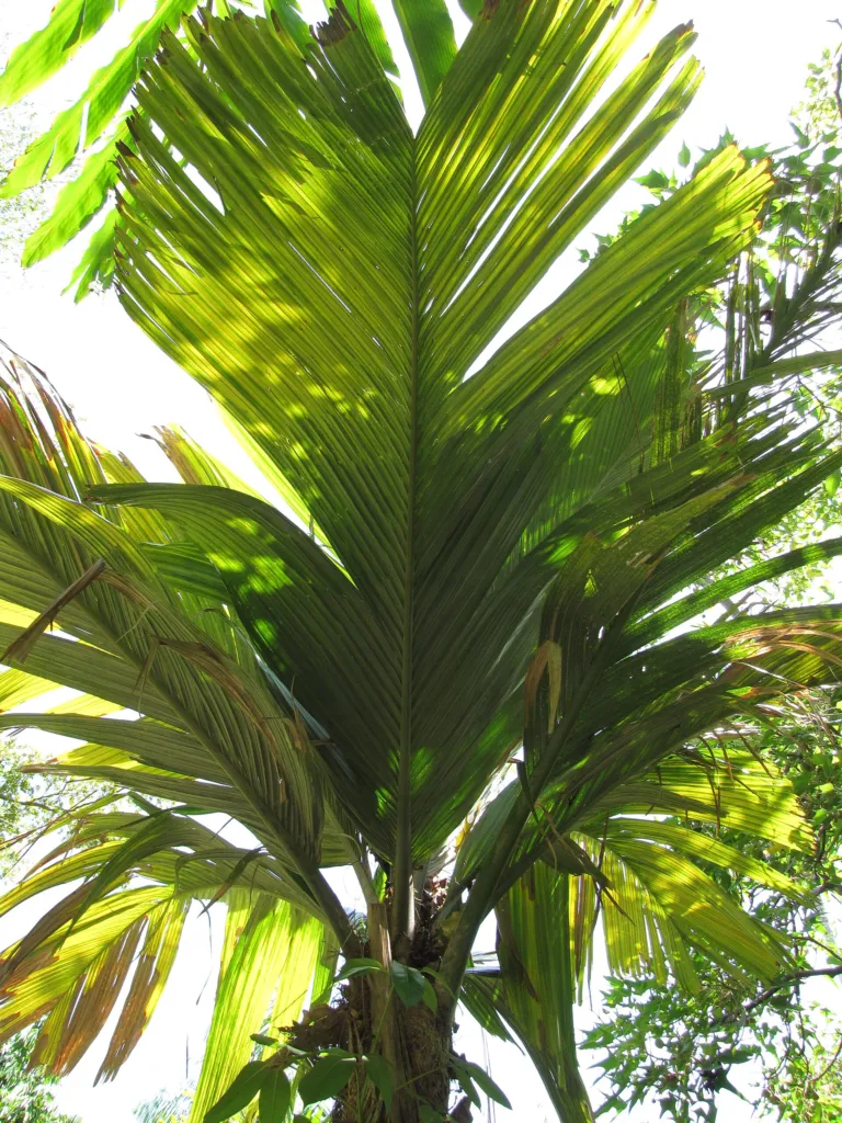 Pelagodoxa henryana – leaves and shoots, plant photo