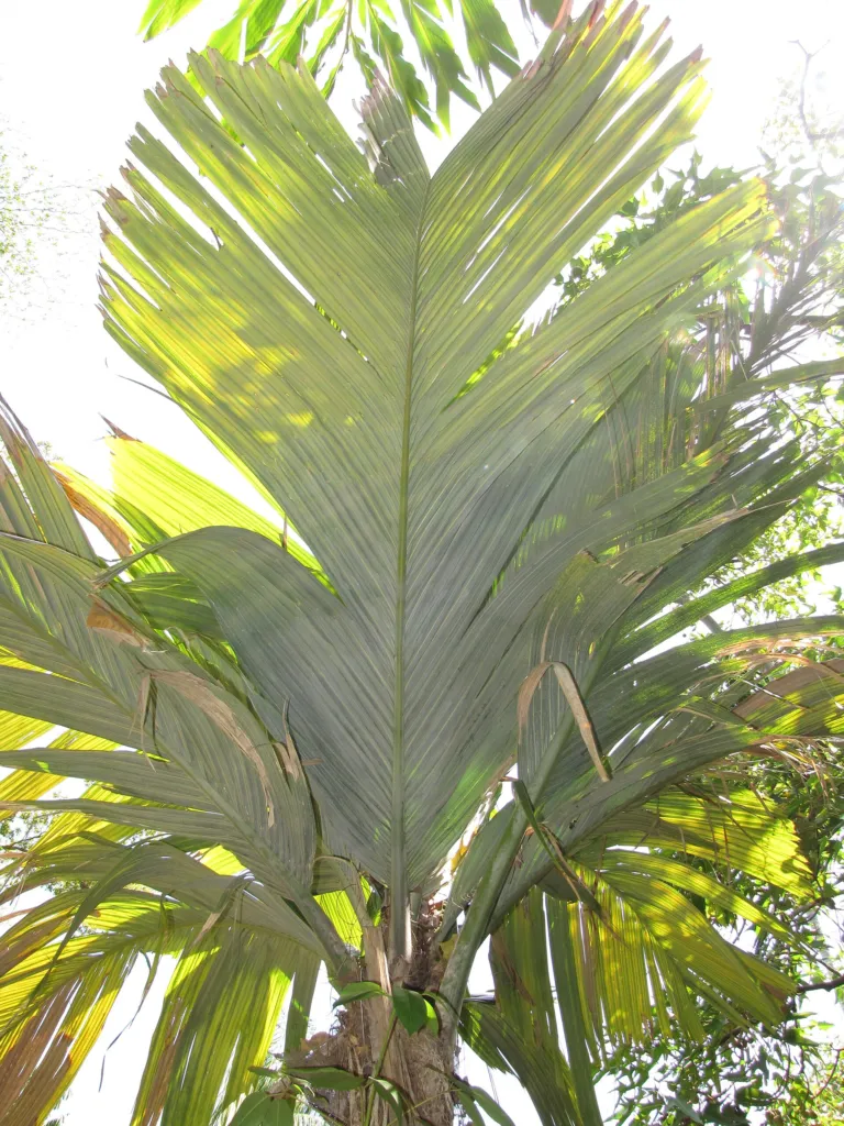 Pelagodoxa henryana – leaves and shoots, plant photo