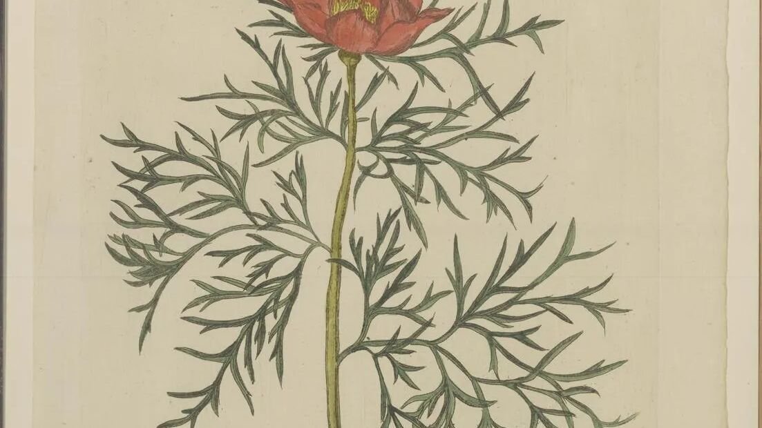 Peonia a foglia di felce (Paeonia tenuifolia) – plant photo