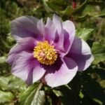 Peonia selvatica (Paeonia mascula) – foto della pianta