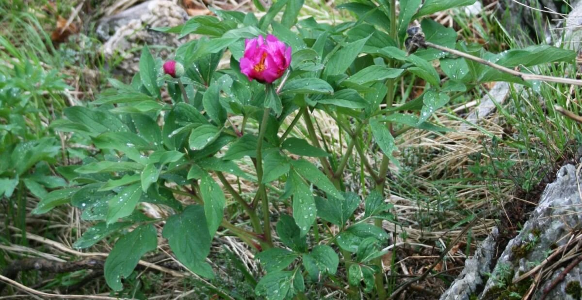 Peonia selvatica (Paeonia officinalis) – plant photo