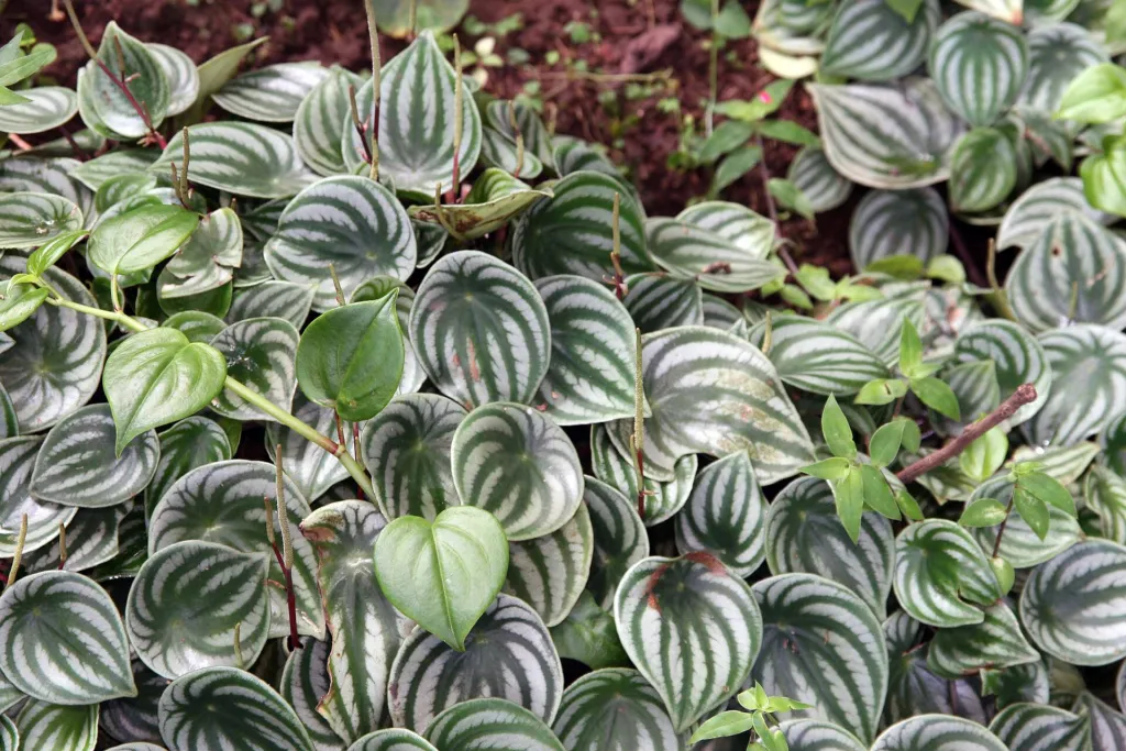 Peperomia argyreia – in a garden setting, plant photo