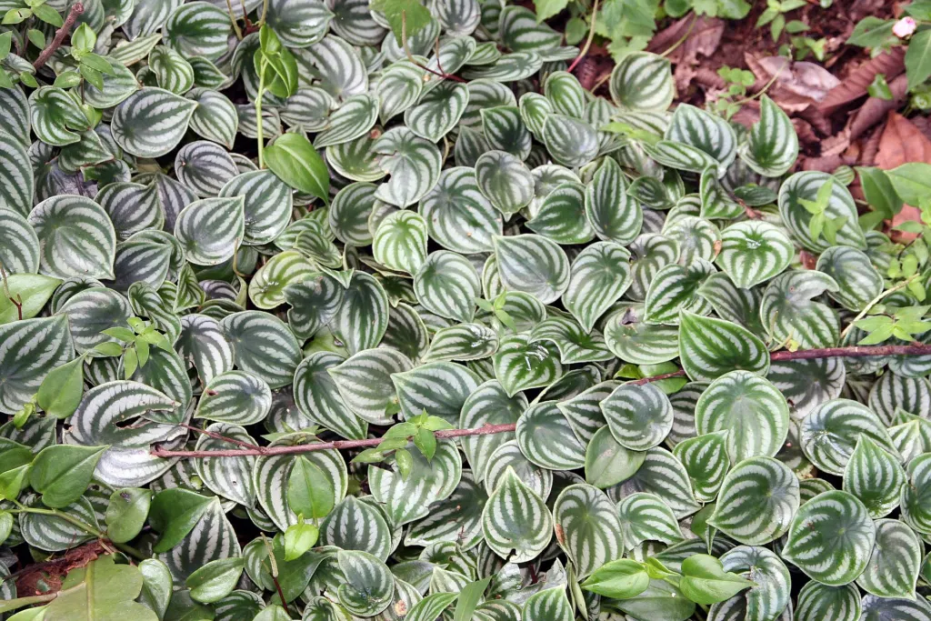 Peperomia argyreia – in a garden setting, plant photo