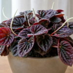 Peperomia caperata 'Red Luna' – Pflanzenfoto