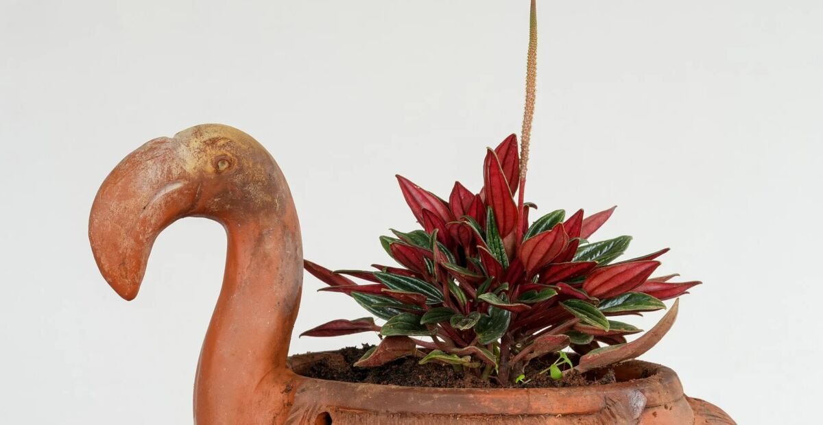 Peperomia caperata 'Rosso' – fotografia rastliny