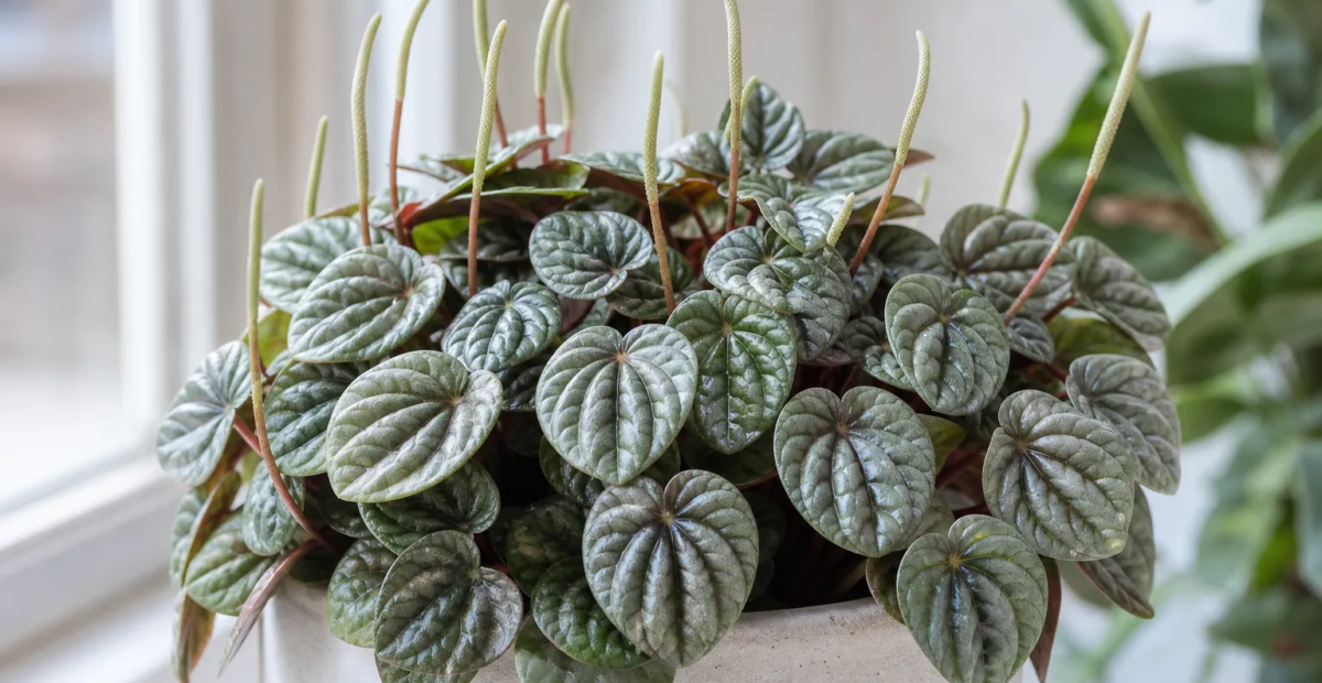 Peperomia caperata 'Silver Ripple' – fotografia rastliny
