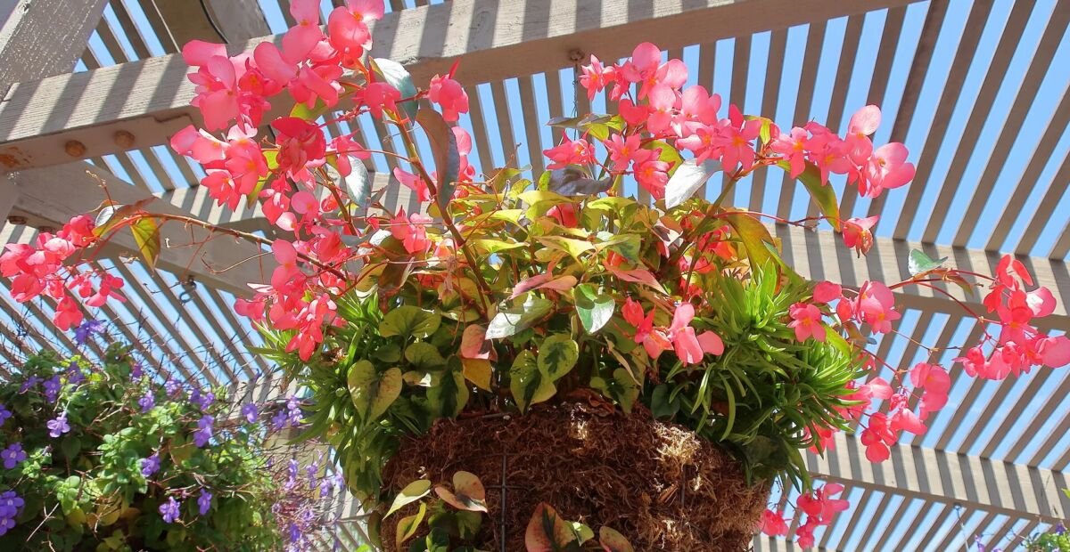 Peperomia ferreyrae – plant photo