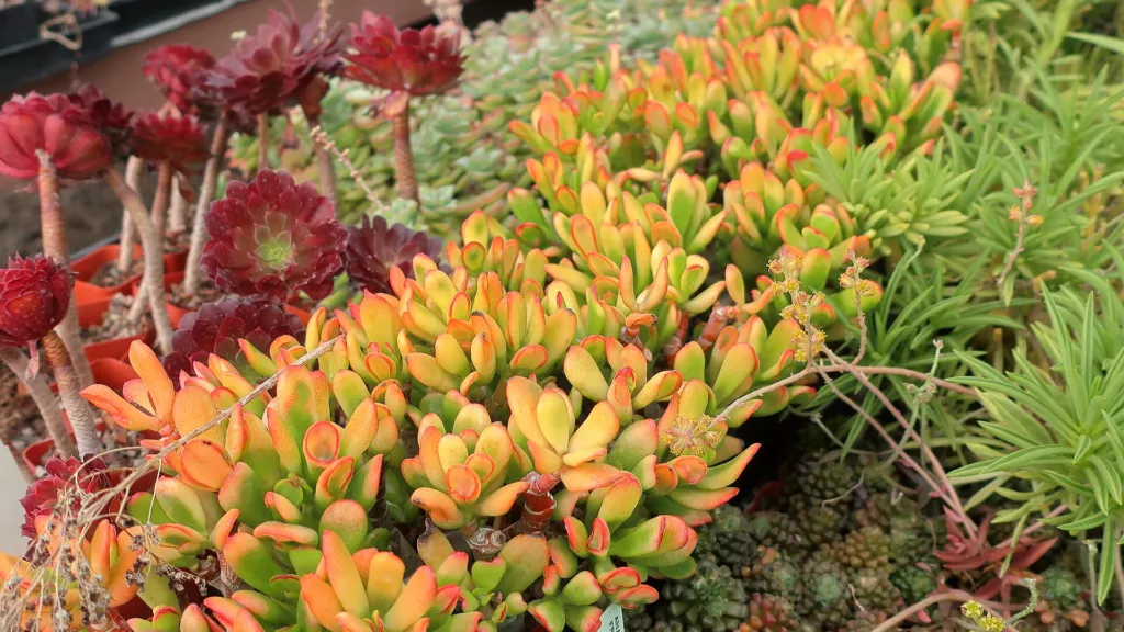 Peperomia ferreyrae – characteristic appearance, plant photo