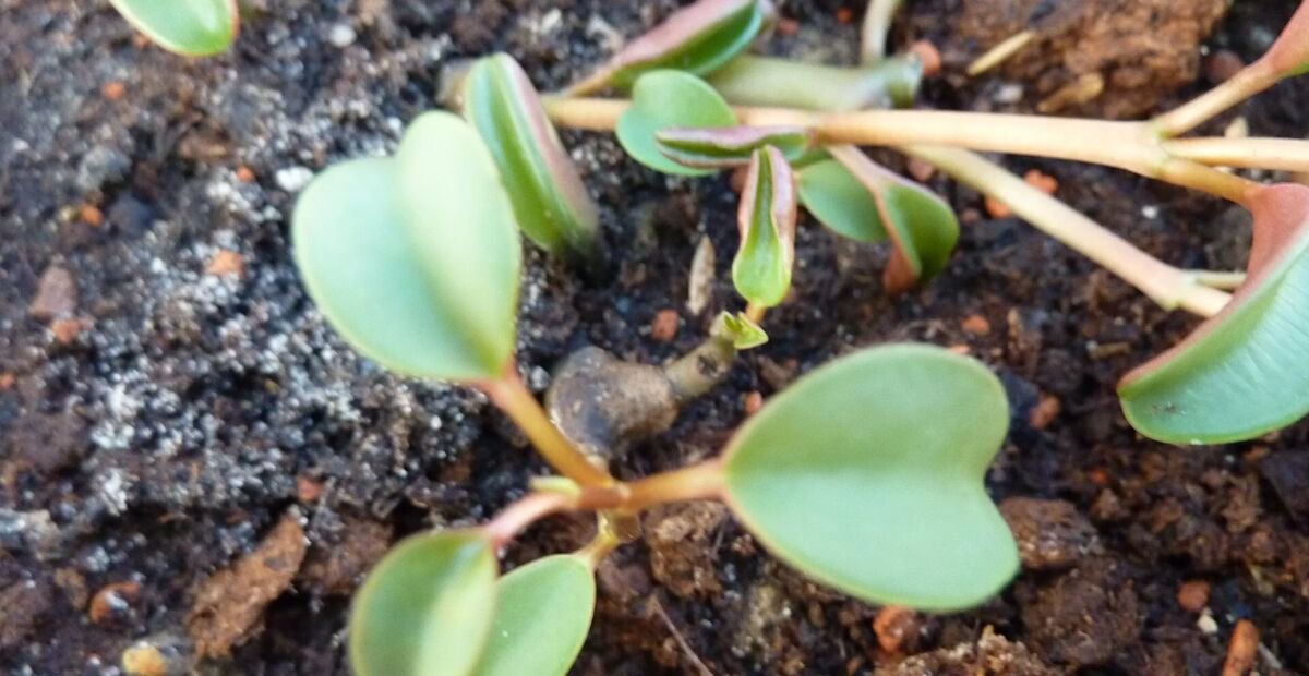 Peperomia graveolens – plant photo