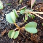 Peperomia graveolens – foto della pianta