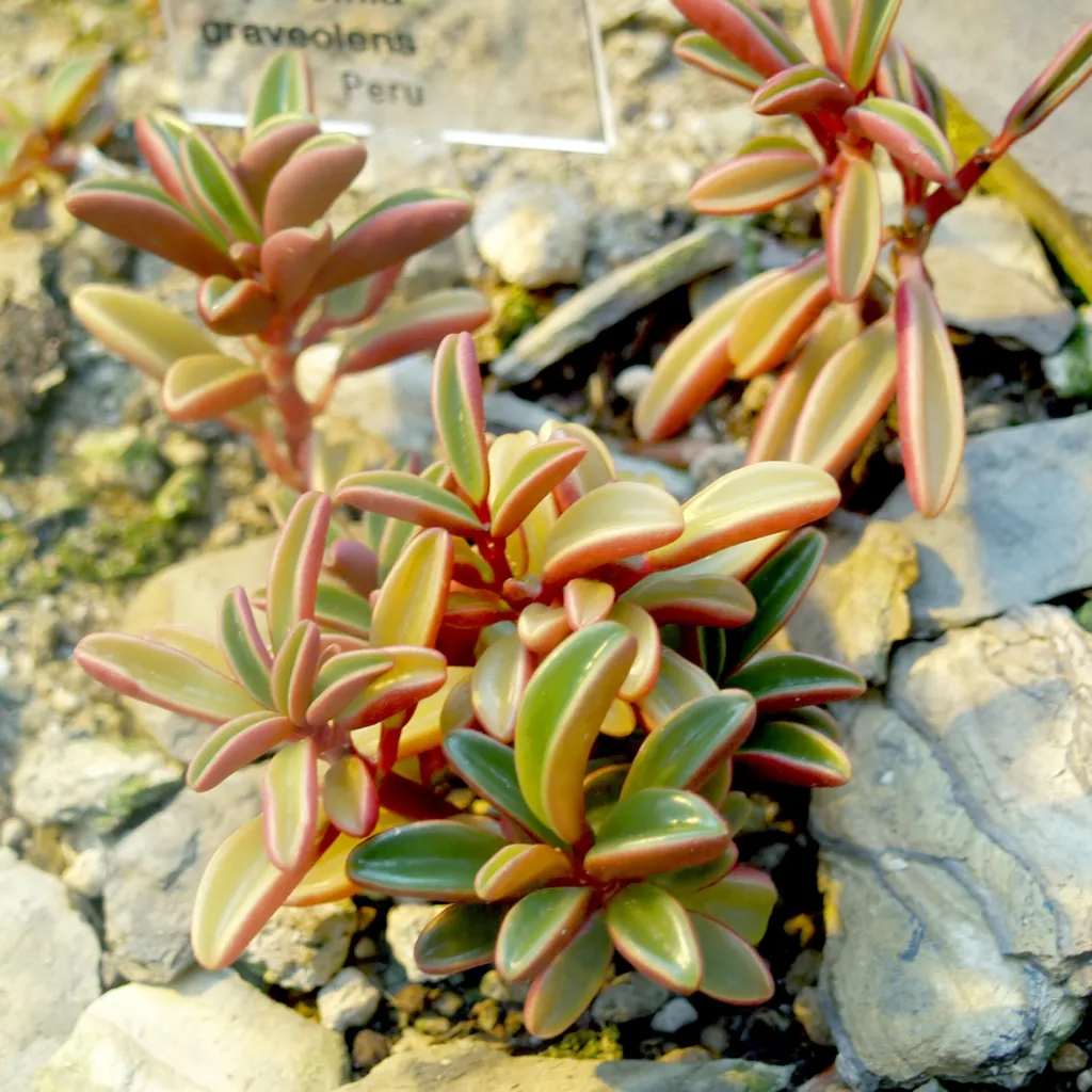 Peperomia graveolens – im Garten, Pflanzenfoto