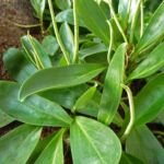 Peperomia obtusifolia – fotografia rastliny