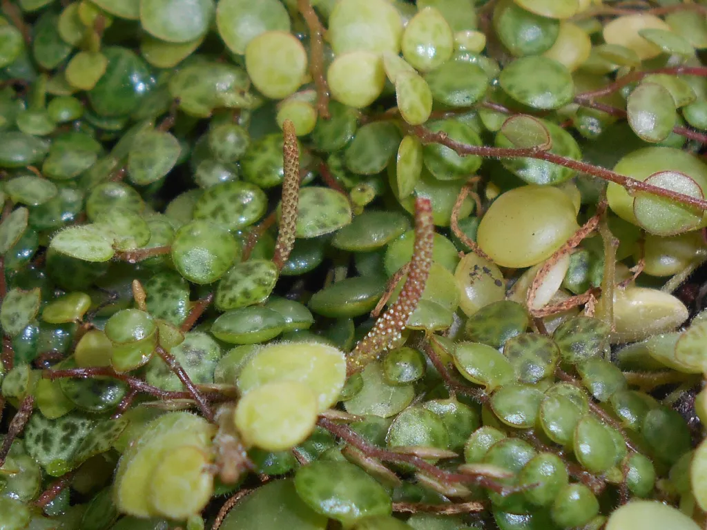 Kriechende Peperomie (Peperomia prostrata) – im Garten, Pflanzenfoto