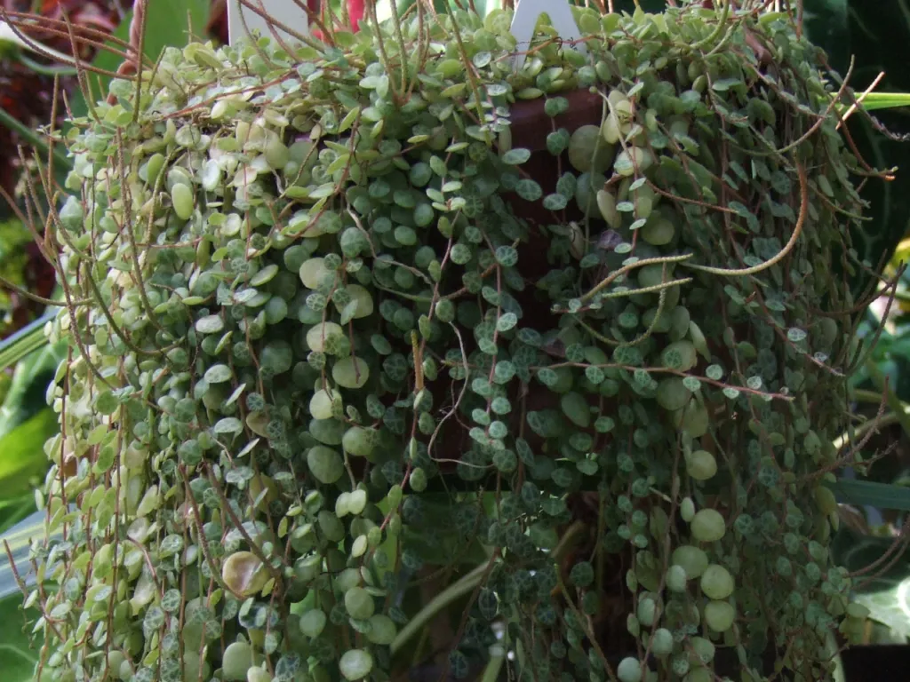 Kriechende Peperomie (Peperomia prostrata) – im Garten, Pflanzenfoto