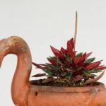 Peperomia 'Rosso' – foto della pianta