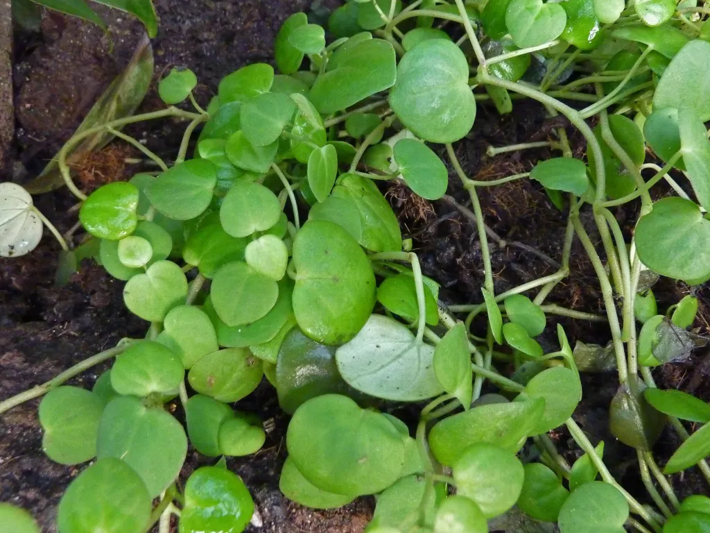 Peperomia serpens – im Garten, Pflanzenfoto