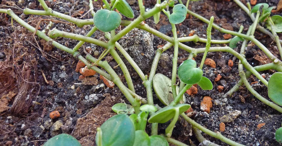 Peperomia serpens – plant photo
