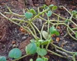 Peperomia serpens care guide