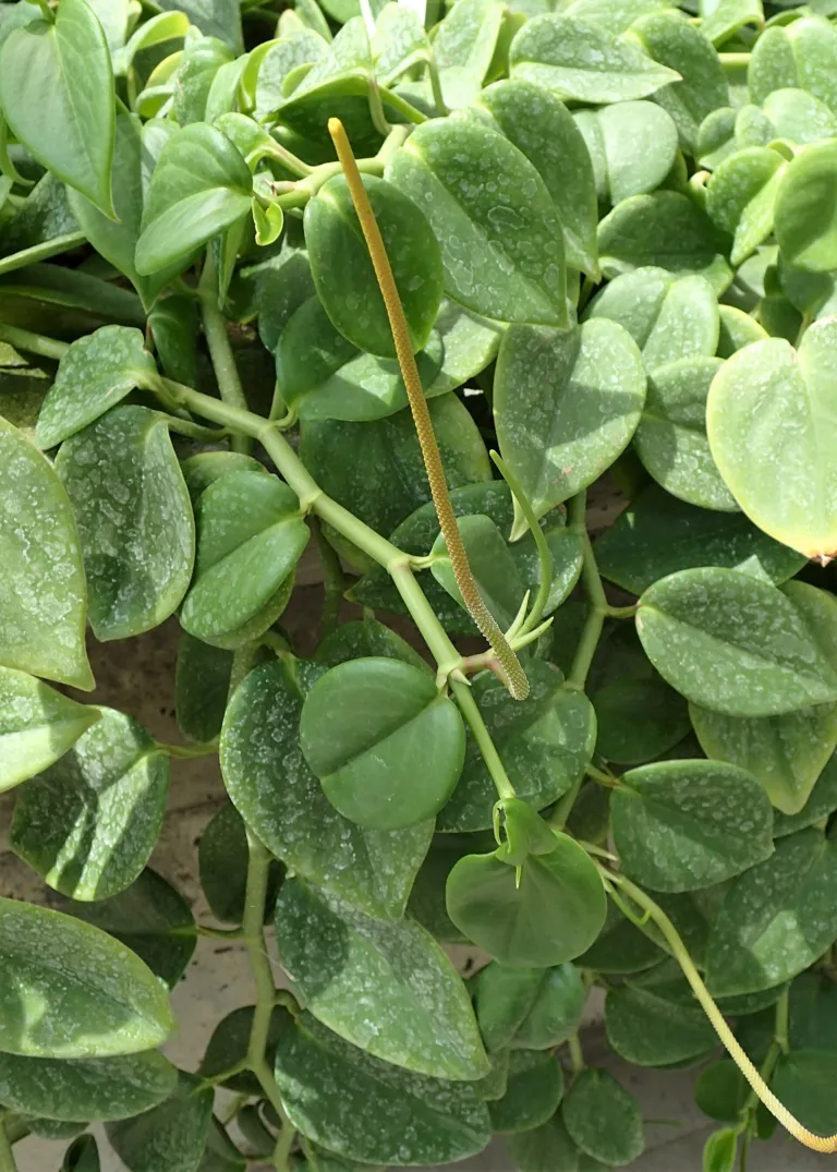 Peperomia serpens care guide (Peperomia serpens) – in a garden setting, plant photo
