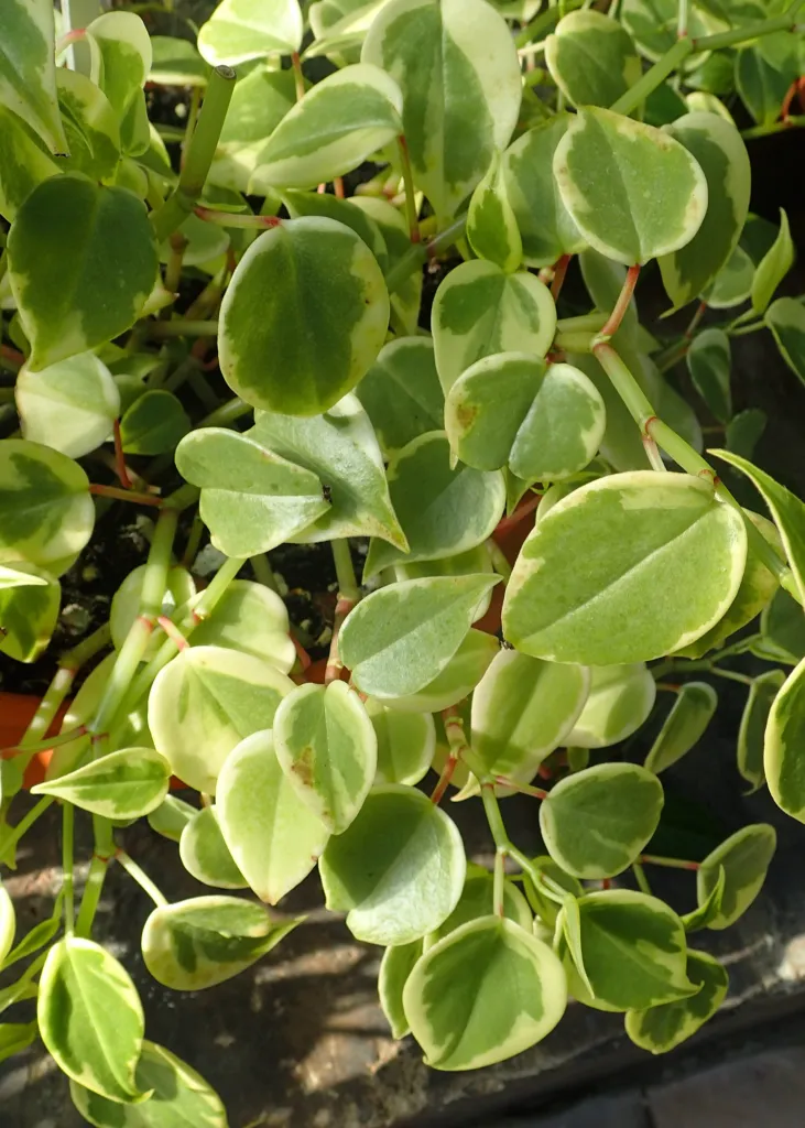 Peperomia serpens – im Garten, Pflanzenfoto