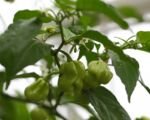 Peperone e peperoncino (Capsicum annuum): guida alla coltivazione