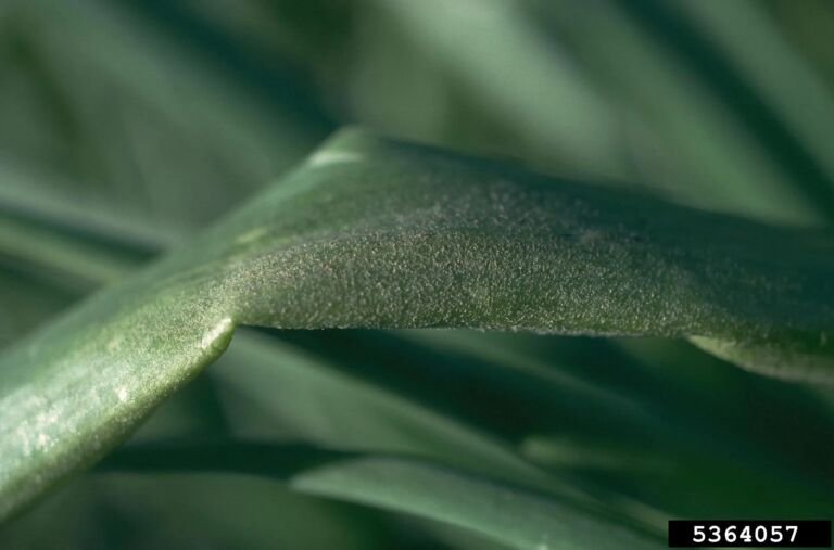 Peronospora della cipolla – foto diagnostica