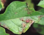 Peronospora della patata e del pomodoro