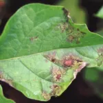 Peronospora della patata e del pomodoro