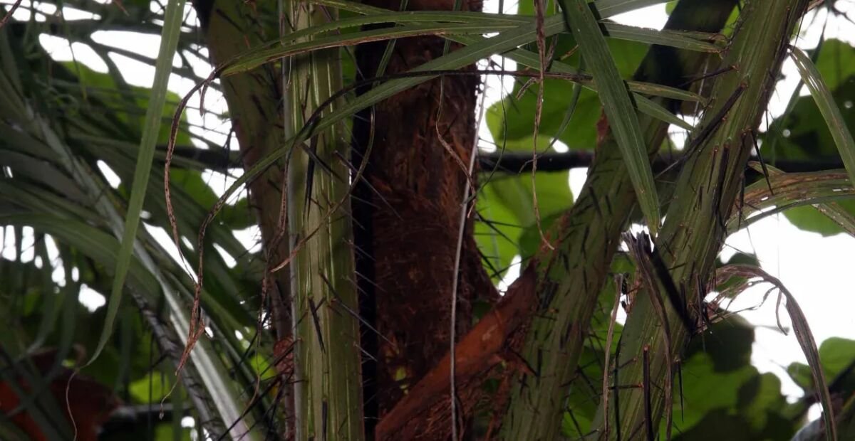 Pfirsichpalme (Bactris gasipaes) – Pflanzenfoto