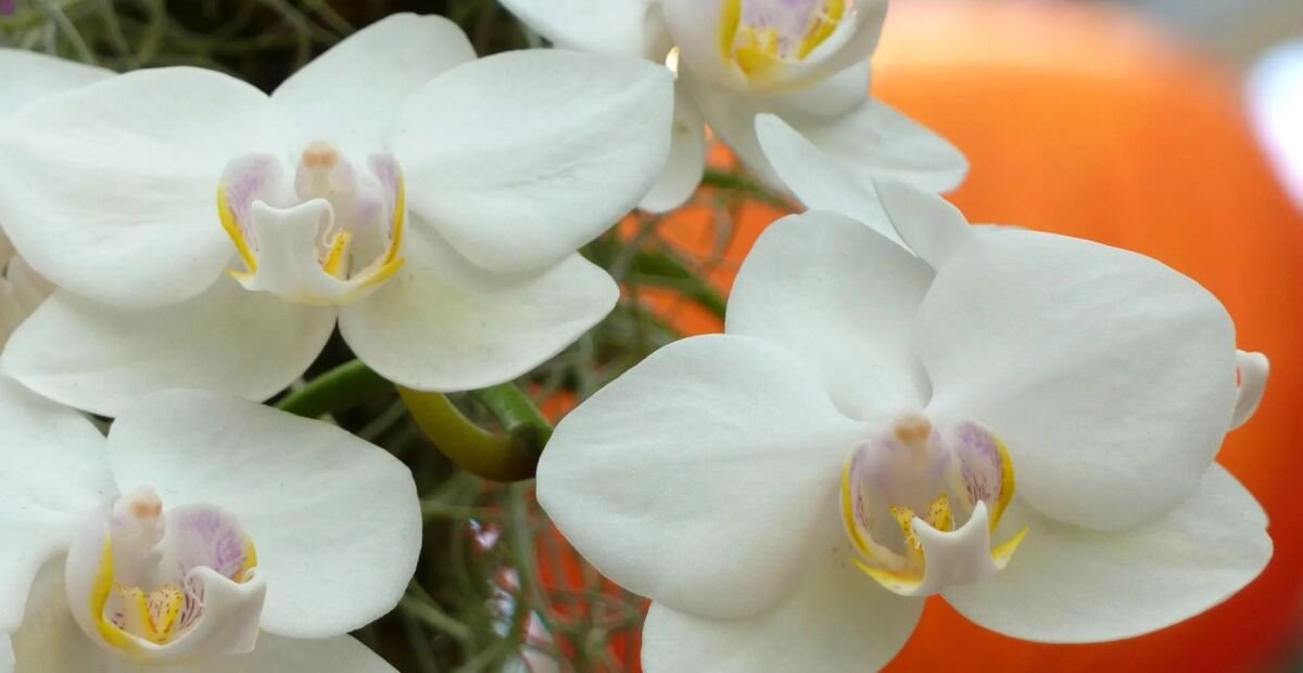 Phalaenopsis aphrodite – fotografia rastliny