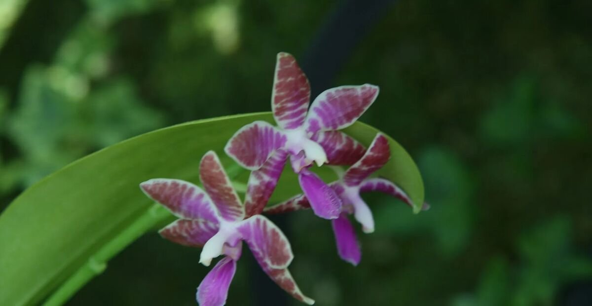 Phalaenopsis lueddemanniana – plant photo