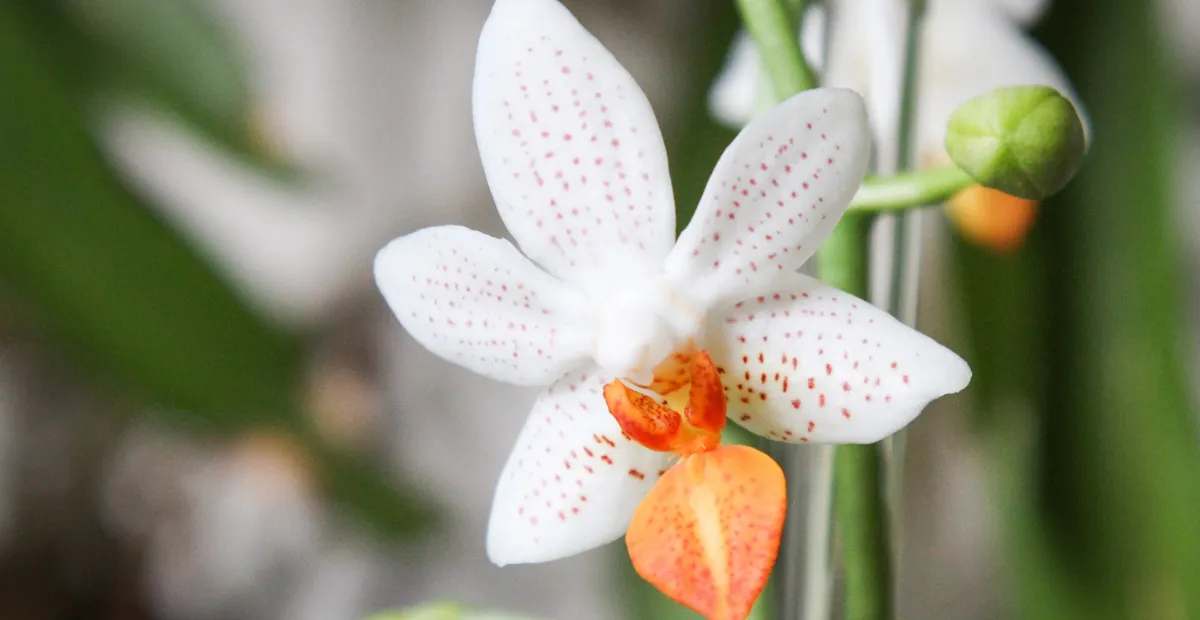 Phalaenopsis 'Mini Mark' – plant photo