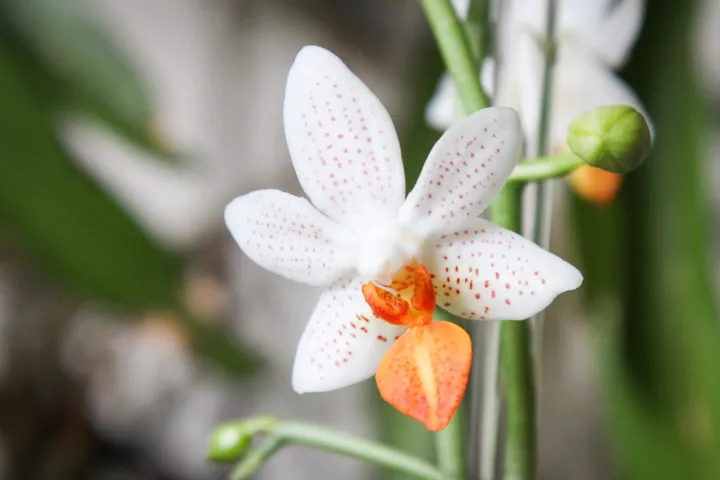 Phalaenopsis 'Mini Mark'