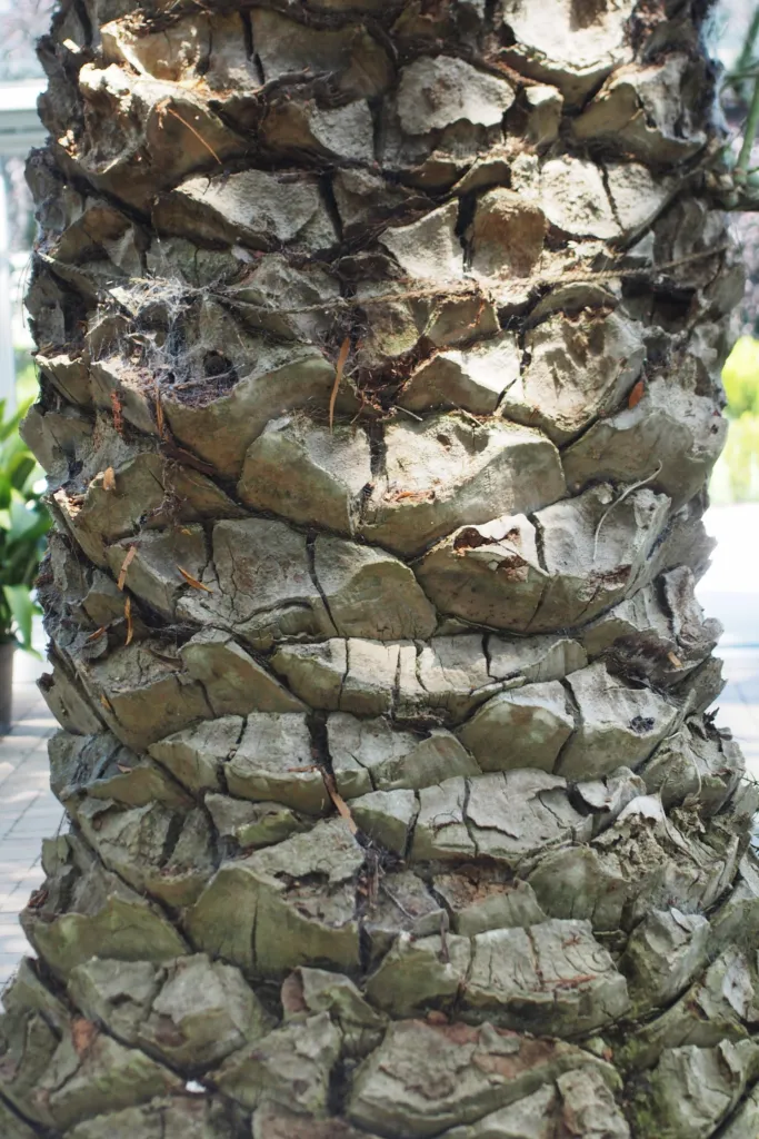 baleares Island date palm (Phoenix canariensis) – in a garden setting, plant photo