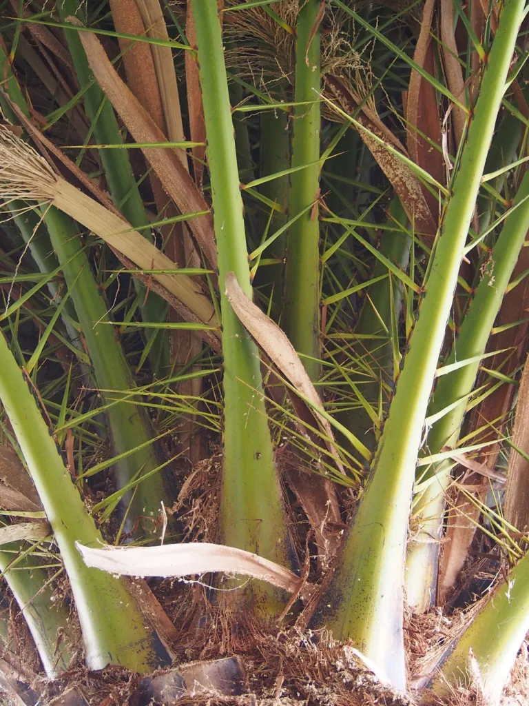 baleares Island date palm (Phoenix canariensis) – in a garden setting, plant photo