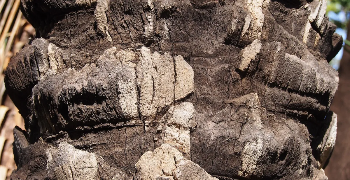 Date Palm (Phoenix dactylifera) – plant photo