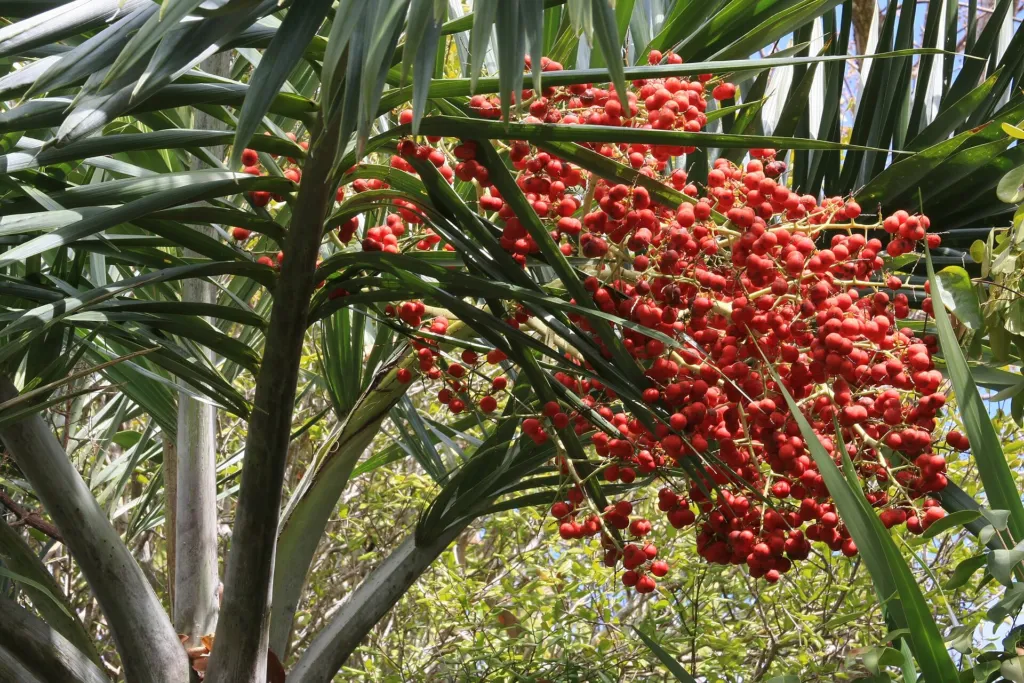 Date Palm (Phoenix dactylifera) – characteristic appearance, plant photo