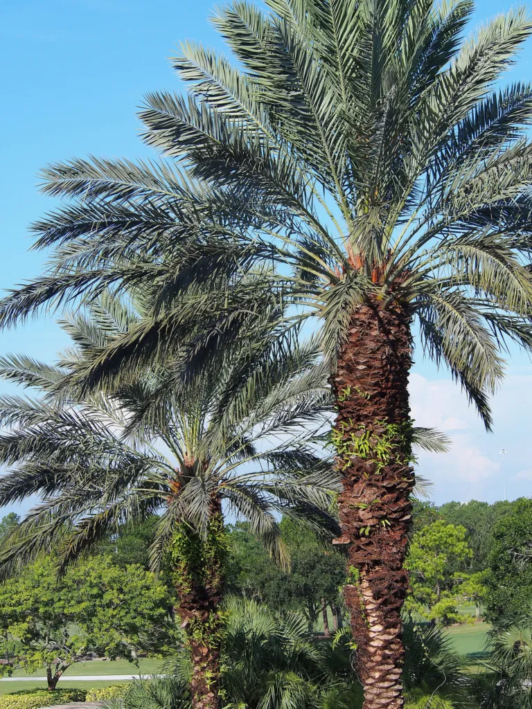 Date Palm (Phoenix dactylifera) – characteristic appearance, plant photo