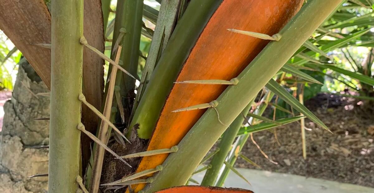 Phoenix reclinata – plant photo